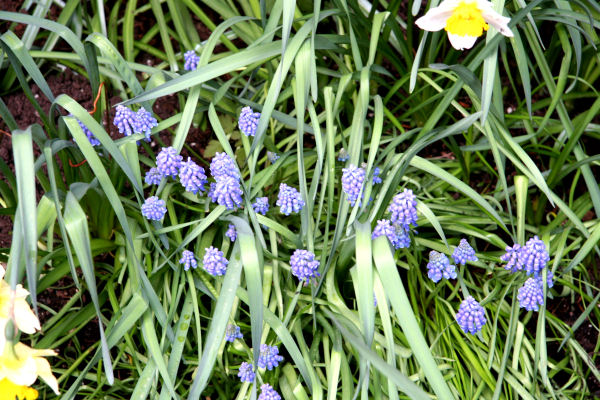 Grape Hyacinthus