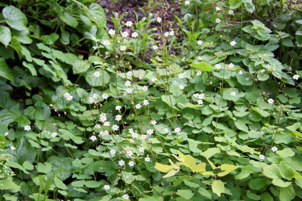 Northern Inside-out Flower