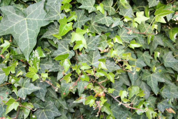 Hahn's Ivy