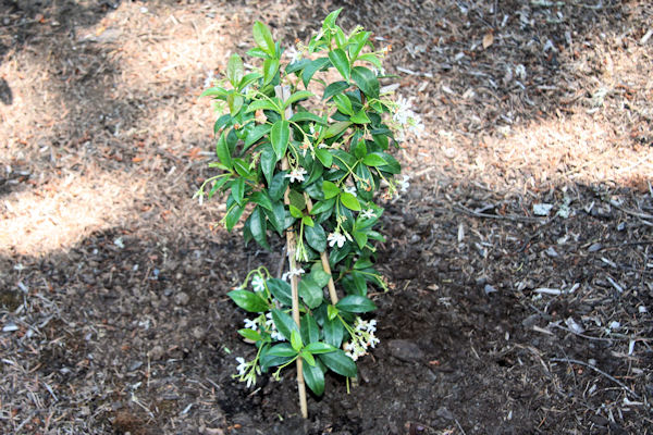 Star Jasmine