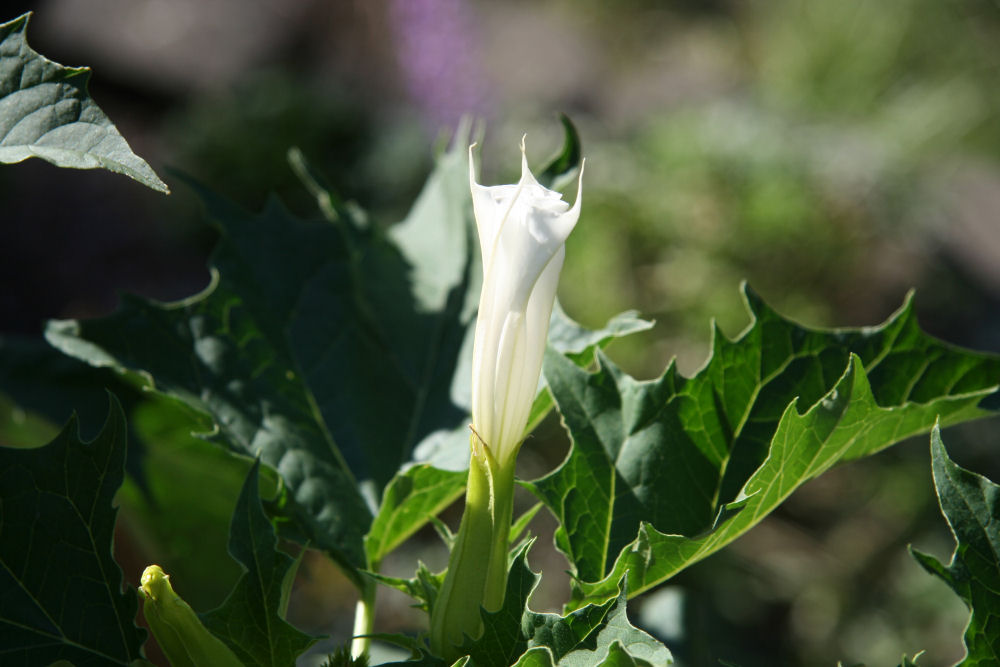 Jimsonweed at Our Pleasant Hill Home