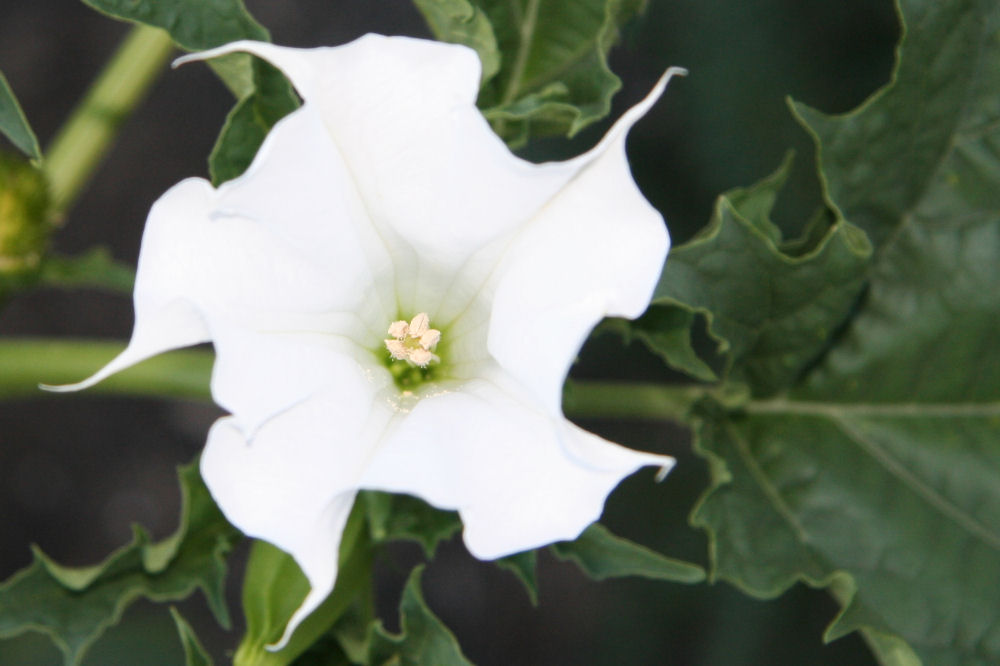 Jimsonweed at Our Pleasant Hill Home