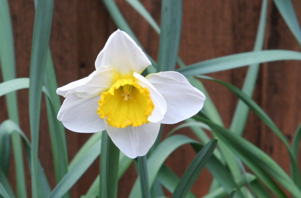 Jonquil at Our Pleasant Hill Home