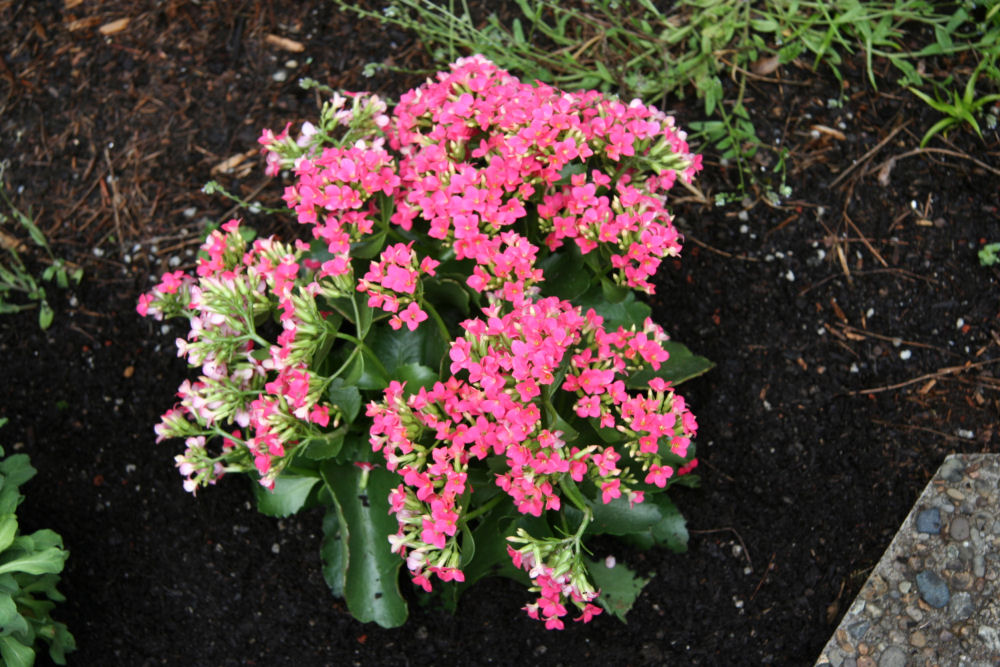 Kalanchoe at Our Pleasant Hill Home