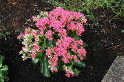 Kalanchoe