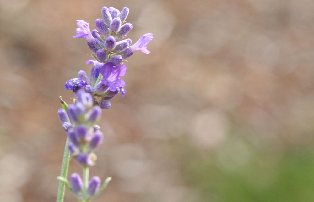 English Lavender at Our Pleasant Hill Home