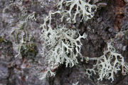 Lichen, Forking Bone