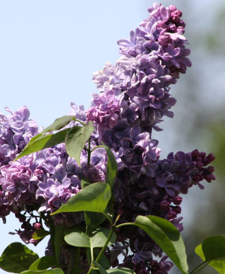 Lilac