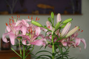 Lily,  Asiatic Pink