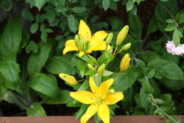 Yellow Asiatic Lily