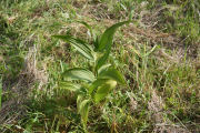 Lily, Corn