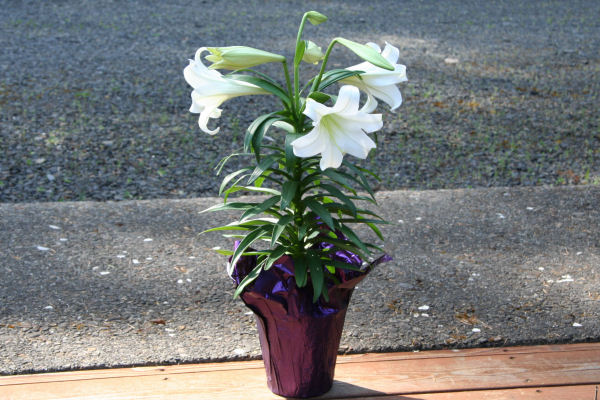 Easter Lily