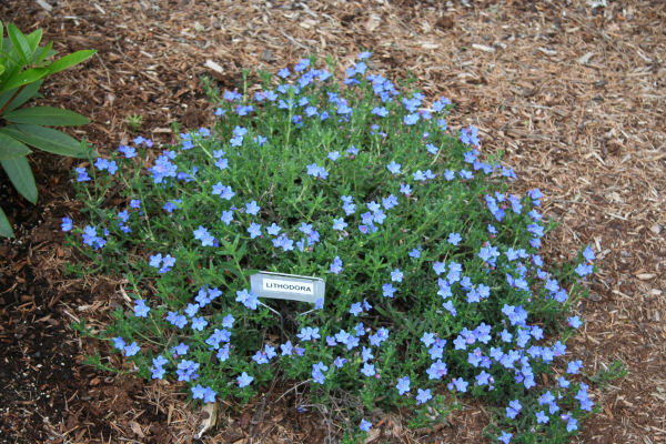 Lithodora