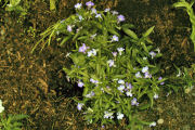 Lobelia, Laguna