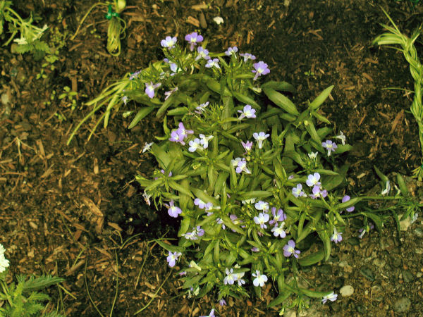 Lobelia Laguna