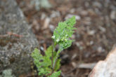 Lovage, Parsely-Leaved