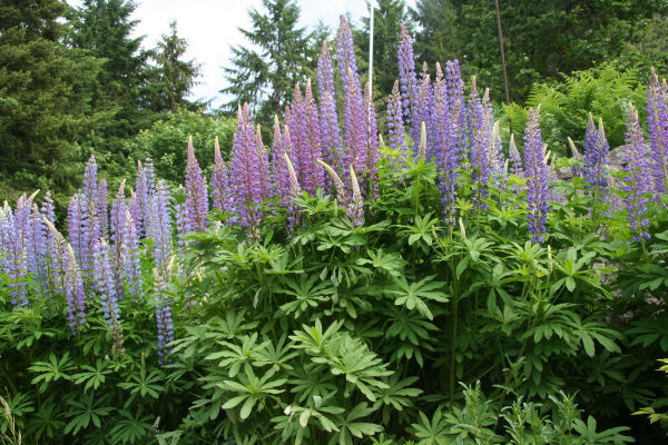 Large-leaved Lupine