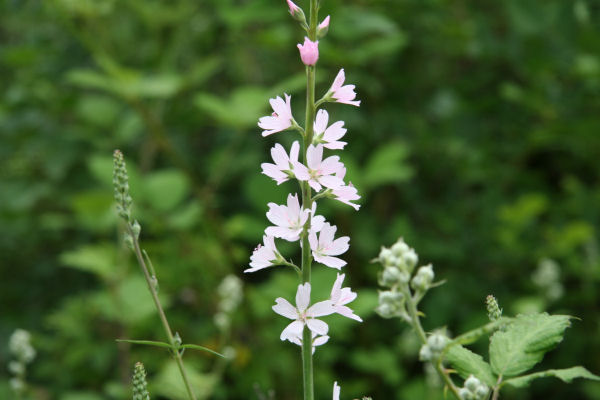 Common Mallow