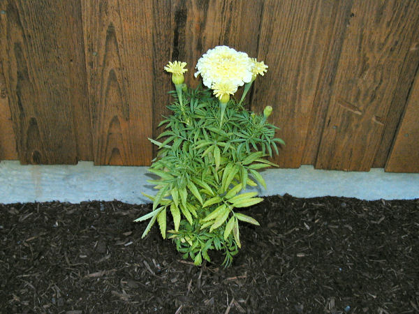 Marigold Sweet Cream