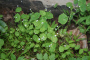 Miner's, Lettuce