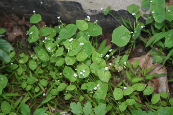 Miner's Lettuce