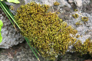 Moss, Bottle