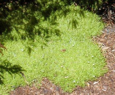 Scotch Moss