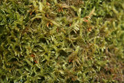 Moss, Small-flat