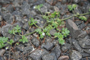 Nemophila