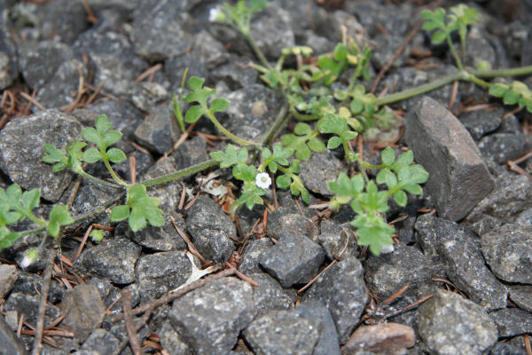 Small-flowered Nemophila