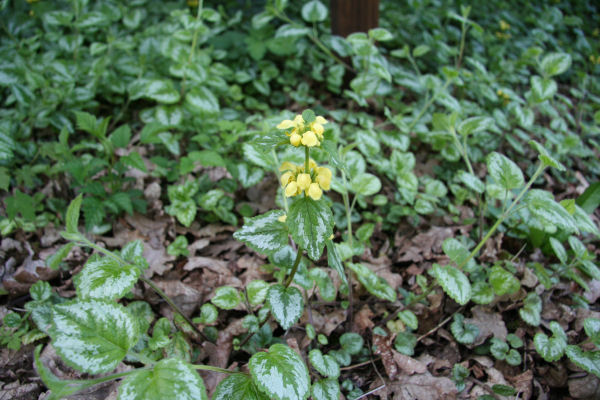 Golden Nettle