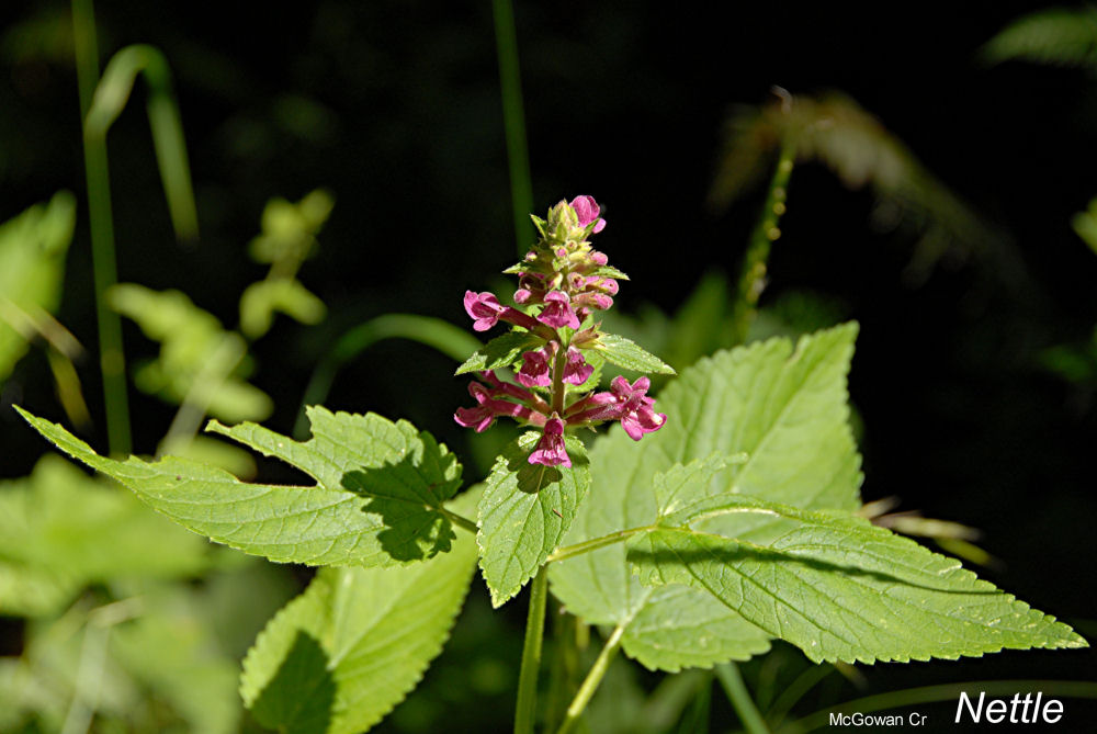 Stinging Nettle at Our Pleasant Hill Home