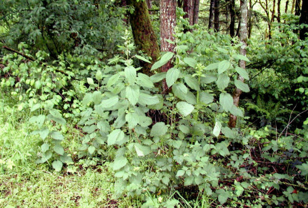 Stinging Nettle