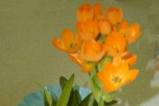 Orange Star