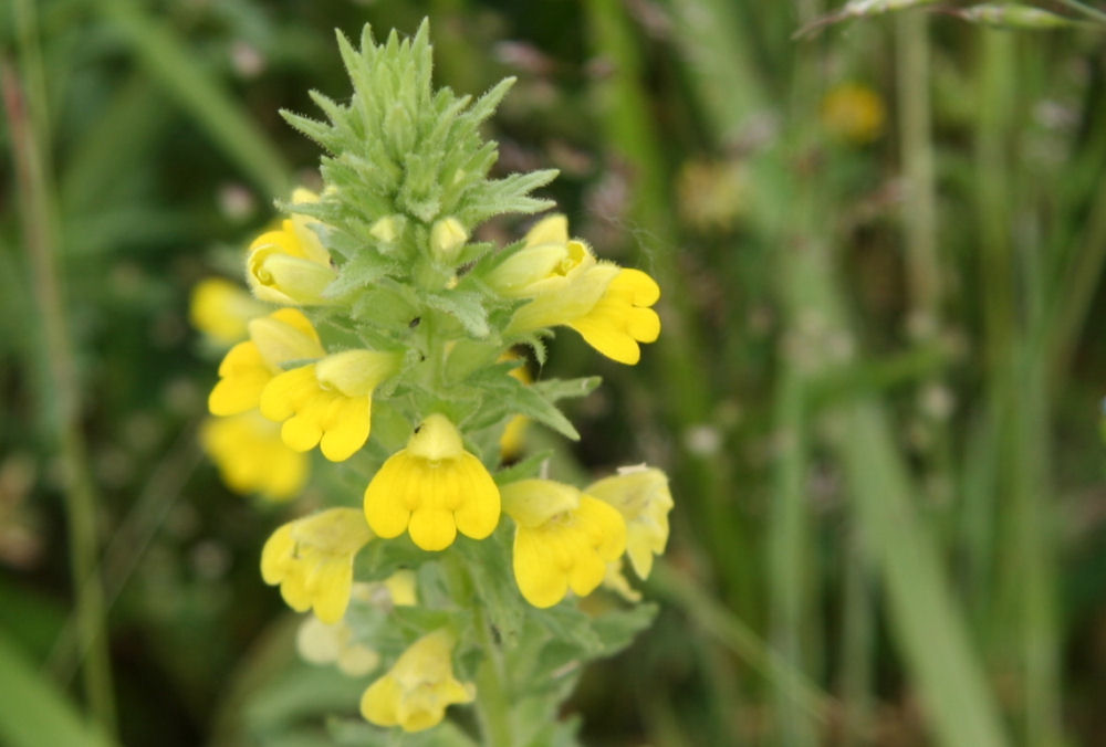 Yellow Glandweed at Our Pleasant Hill Home