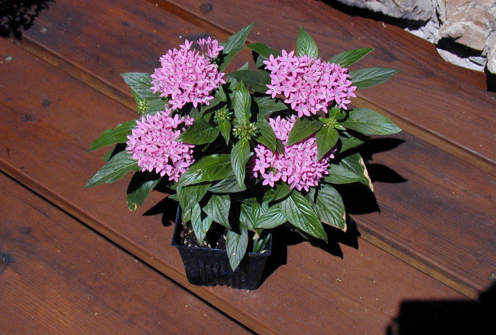 Pentas Galaxy Comet at Our Pleasant Hill Home