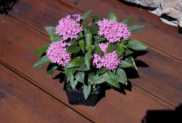 Pentas Galaxy Comet