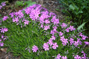 Phlox, Creeping