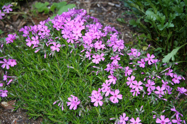 Creeping Phlox