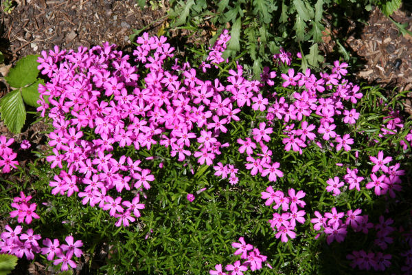 Moorheim Phlox