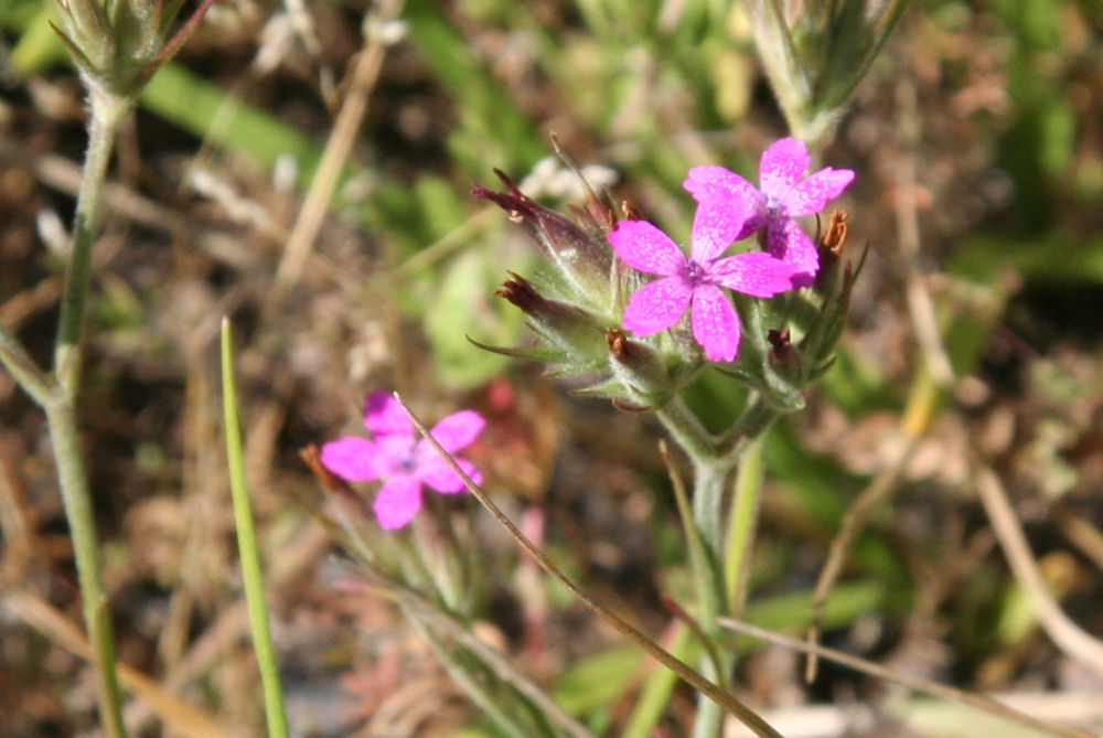 Grass Pink at Our Pleasant Hill Home