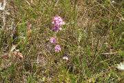 Pink, Grass