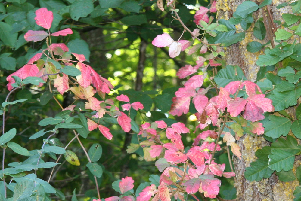 poison ivy plant rash. poison ivy plant rash. mild