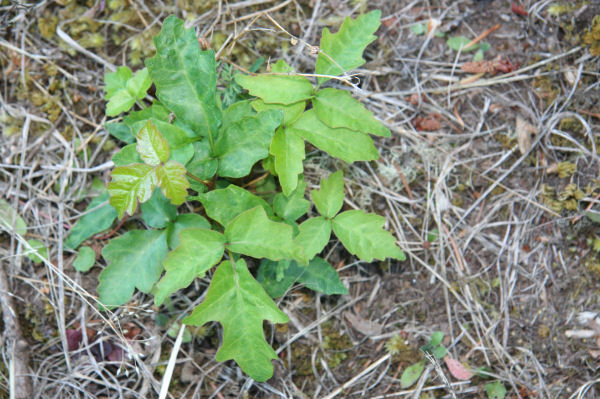 poison oak vine pictures. Poison Oak