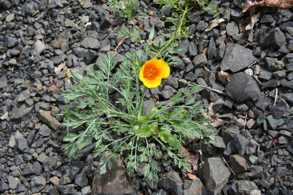 California Poppy