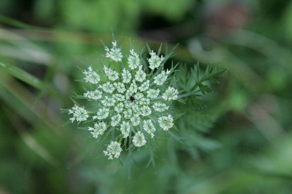 Queen Anne's Lace