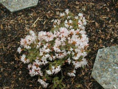 Ginny Gee Dwarf Rhododendron