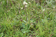 Saxifrage, Diamond Leaf