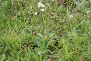 Saxifrage, Diamond Leaf