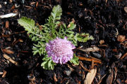 Scabiosa